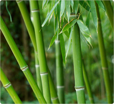 bamboo-forest